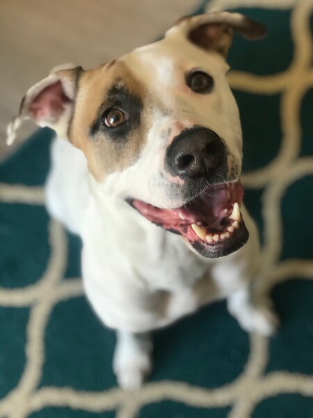 Entry image for Finn. Clicking this image will show a larger photo