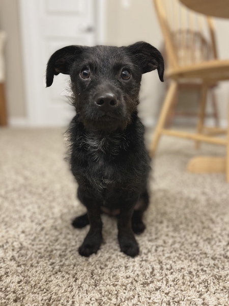 Entry image for Finn. Clicking this image will show a larger photo