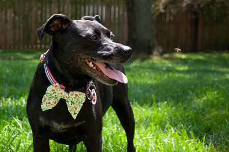 Entry image for Cookie. Clicking this image will show a larger photo