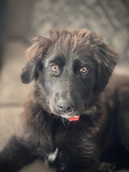 Entry image for Koda. Clicking this image will show a larger photo
