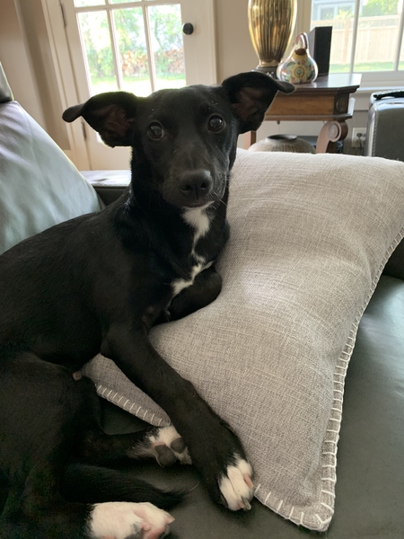 Entry image for Arlo. Clicking this image will show a larger photo