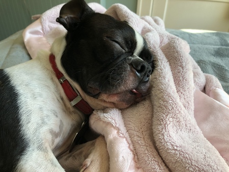 Entry image for Daisy. Clicking this image will show a larger photo