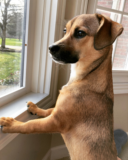 Entry image for Rosie. Clicking this image will show a larger photo