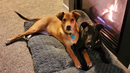 Entry image for Loki and marvin. Clicking this image will show a larger photo
