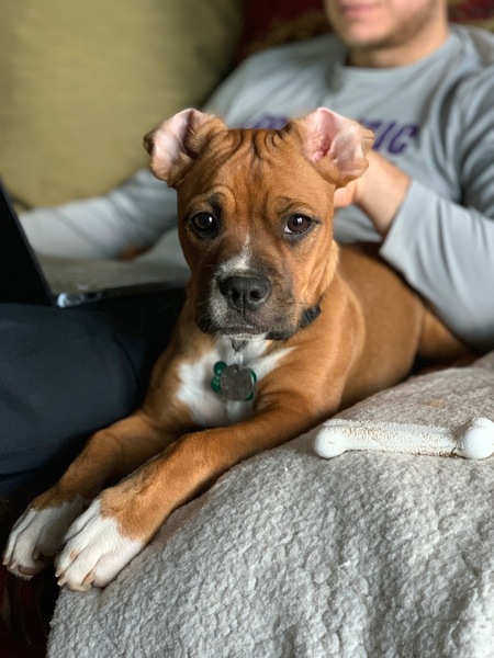 Entry image for Gus. Clicking this image will show a larger photo