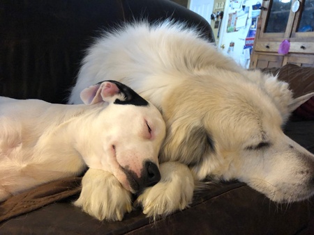Entry image for Sadey & Noelle. Clicking this image will show a larger photo