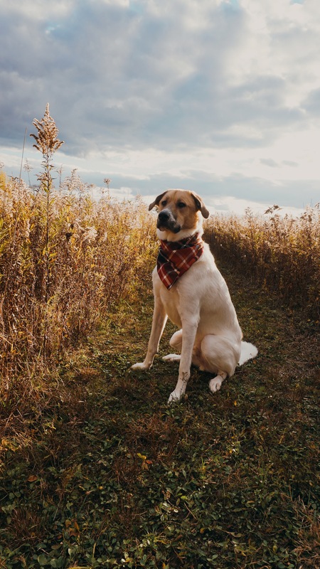 Entry image for Shiloh . Clicking this image will show a larger photo