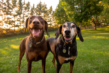 Rory and Dobie 