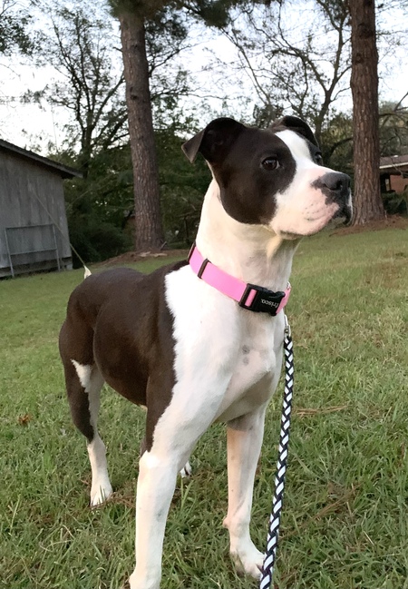 Arya