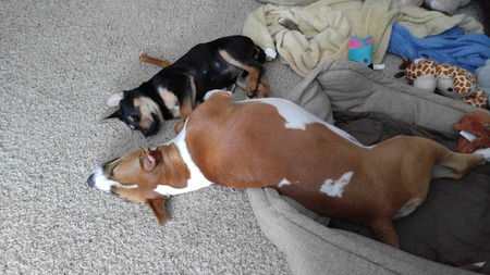 Bailey and Daisy