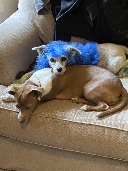 Jarvis and Pixie 
