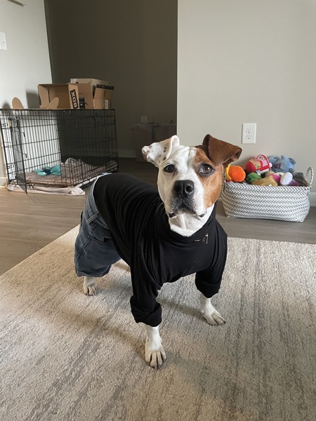 Lola the rock johnson 
