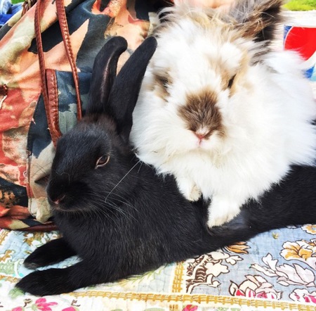 Ophelia and Rupert