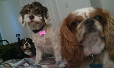Charlie, Dapple and Sahara 