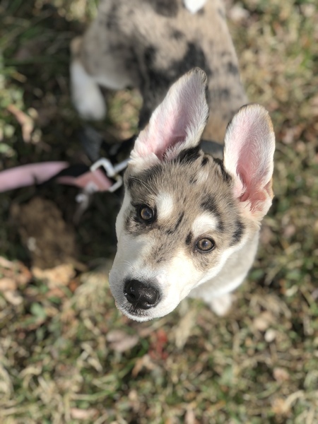 Nova