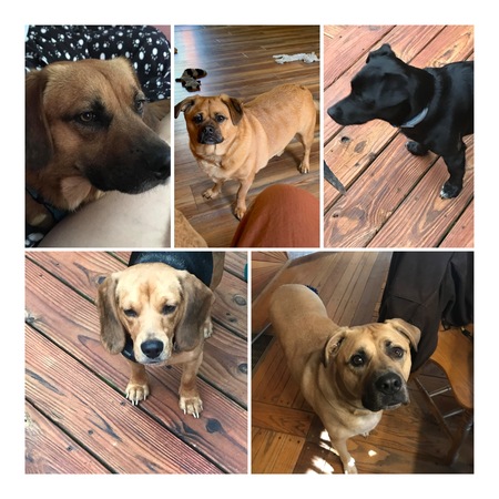 Joker, Remi,Loki,Tobie,Indie