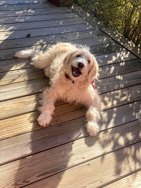Piper