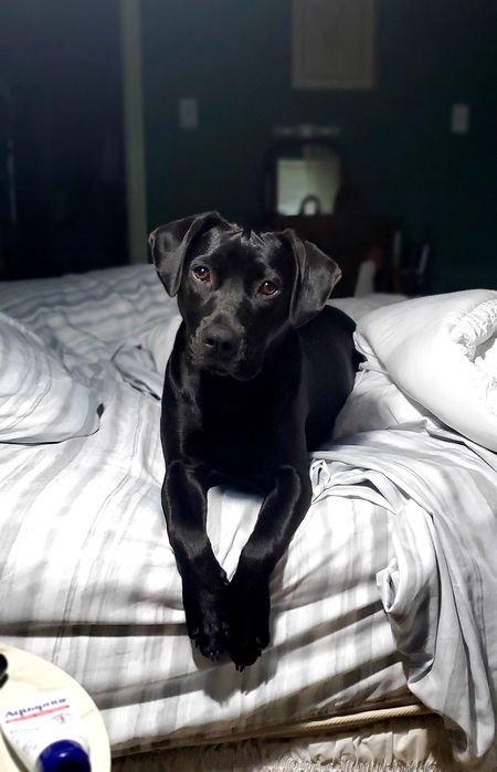 Stella