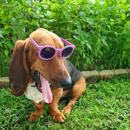 Roo