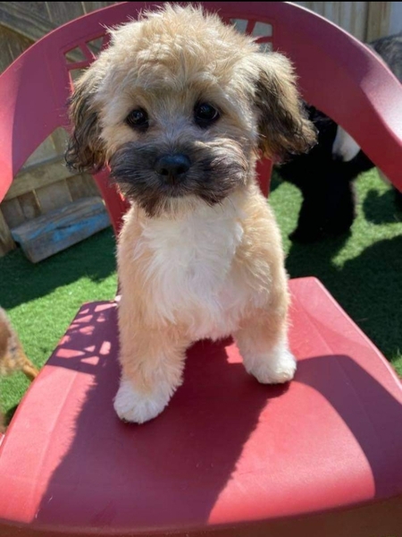 Coco