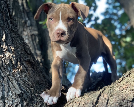 Norman