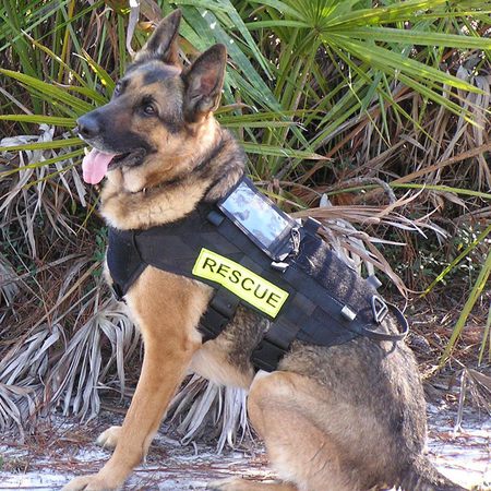 Ty Ty Road, RN, CGC Search & Rescue K9