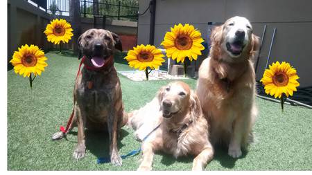 Jack, Frosty and Cali