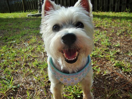 Gracie Mae Applesauce 
