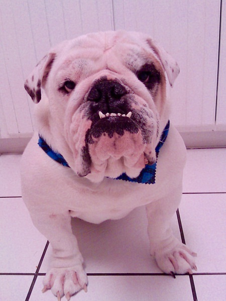 Chazz