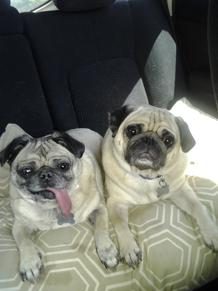 Dolly and Buddy