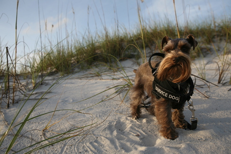 Finnegan McNeil