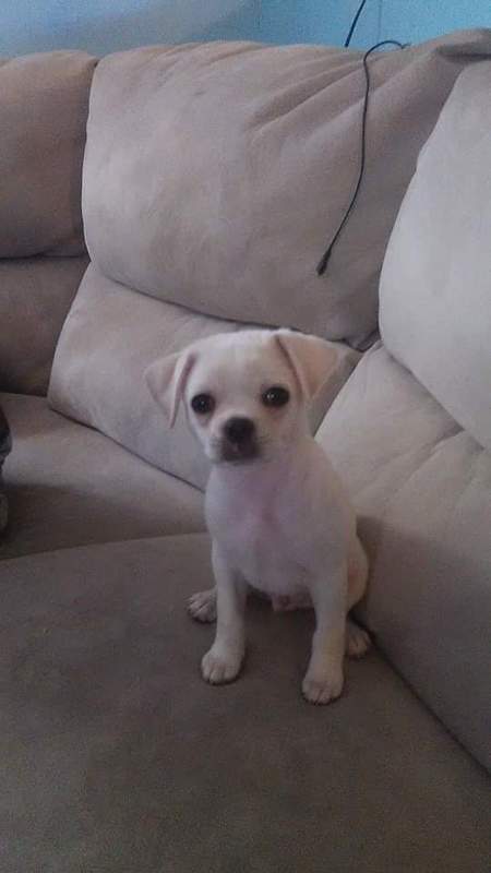 Sir Snowball