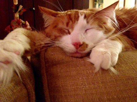 Ginger