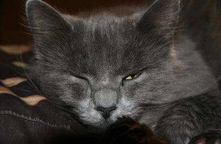 Miss Missy Cat