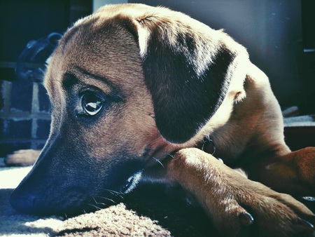 Lola
