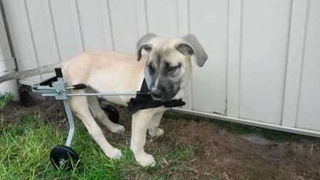Scooter "Lucky Puppy Rescue"