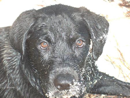 HUNTER