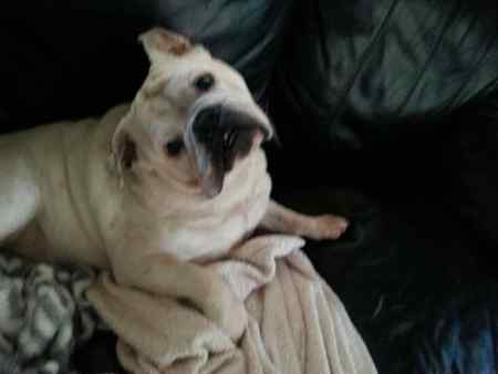 Boudreaux Beauregard a.k.a. BOOMAN