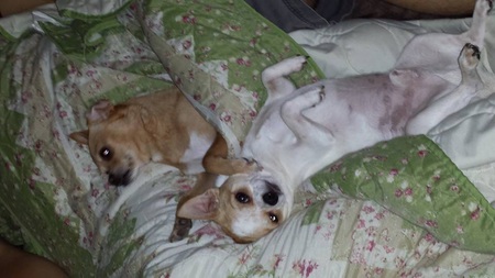 Carmen and flex