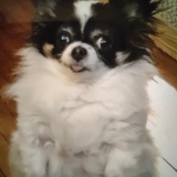 Entry image for Bella Sue