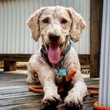 Entry image for Max