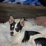 Entry image for Peanut 