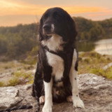 Entry image for sampson 