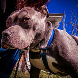Entry image for Bruno