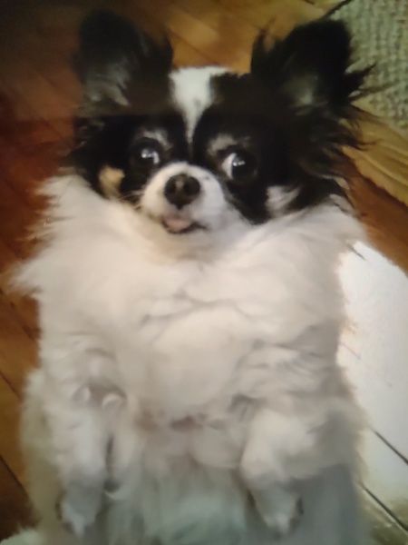 Entry image for Bella Sue. Clicking this image will show a larger photo