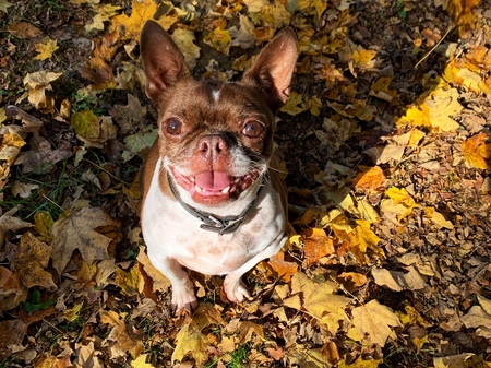 Entry image for Maggie Mae. Clicking this image will show a larger photo