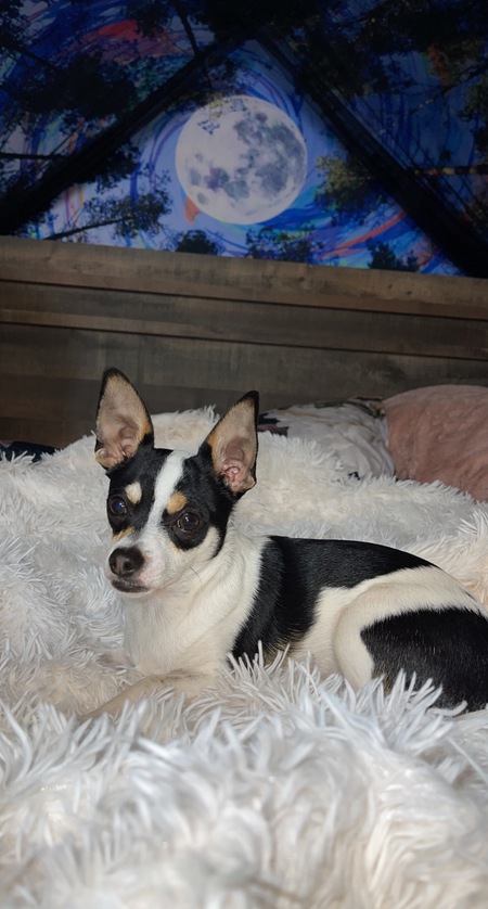 Entry image for Peanut . Clicking this image will show a larger photo