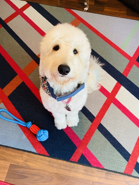 Entry image for Penny . Clicking this image will show a larger photo