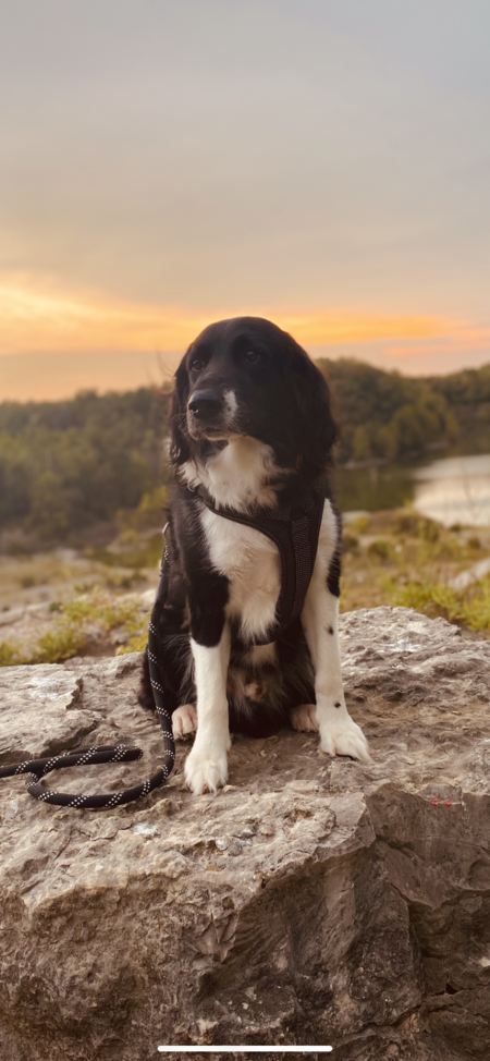Entry image for sampson . Clicking this image will show a larger photo