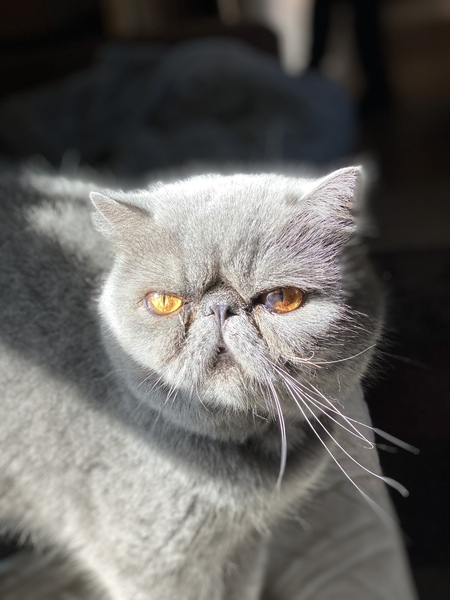 Entry image for Sampson. Clicking this image will show a larger photo